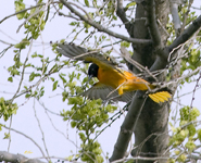 Baltimore Oriole 4605
